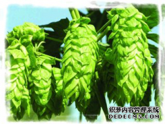 <b>Why add hops during wort boiling?</b>